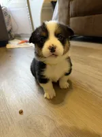 Akc pembroke welsh corgis, a male Pembroke Welsh Corgi for sale in Independence, MO – Photo 1 of 5