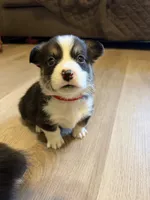 Akc pembroke welsh corgis, a male Pembroke Welsh Corgi for sale in Independence, MO – Photo 3 of 5