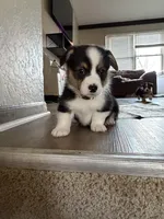 Bingo, a male Pembroke Welsh Corgi for sale in Independence, MO – Photo 2 of 5