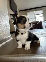 Bingo, a male Pembroke Welsh Corgi for sale in Independence, MO – Photo 5 of 5