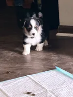 Bingo, a male Pembroke Welsh Corgi for sale in Independence, MO – Photo 3 of 5