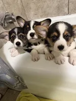 Bingo, a male Pembroke Welsh Corgi for sale in Independence, MO – Photo 1 of 5