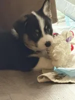 Brownie, a male Pembroke Welsh Corgi for sale in Independence, MO – Photo 4 of 4