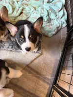 Brownie, a male Pembroke Welsh Corgi for sale in Independence, MO – Photo 1 of 4