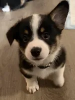 Brownie, a male Pembroke Welsh Corgi for sale in Independence, MO – Photo 2 of 4