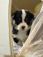 Brownie, a male Pembroke Welsh Corgi for sale in Independence, MO – Photo 3 of 4