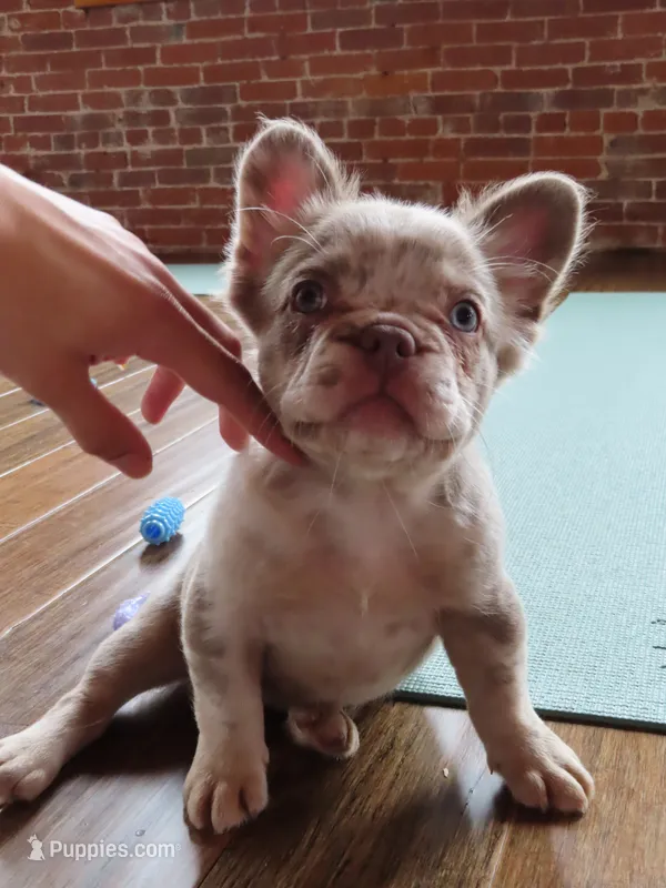 Violet  – French Bulldog puppy for sale in Everett, MA