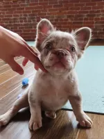 Violet , a female French Bulldog for sale in Everett, MA – 1 of 2
