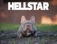Billy , a male French Bulldog for sale in Everett, MA – 4 of 4