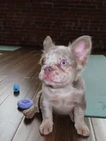 Violet , a female French Bulldog for sale in Everett, MA – 2 of 2