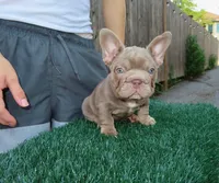 Moana, a female French Bulldog for sale in Everett, MA – 2 of 3