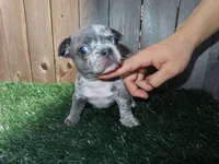 Billy , a male French Bulldog for sale in Everett, MA – 1 of 4