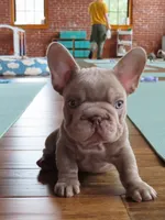 Teddy , a male French Bulldog for sale in Everett, MA – 2 of 2