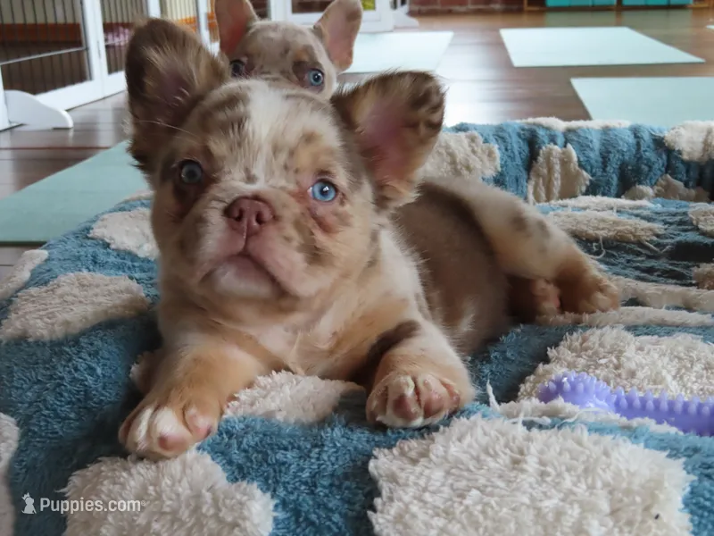 Toy boy  – French Bulldog puppy for sale in Everett, MA
