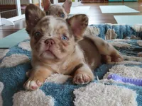 Toy boy , a male French Bulldog for sale in Everett, MA – 1 of 3