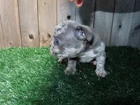 Billy , a male French Bulldog for sale in Everett, MA – 2 of 4