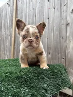 Toy boy , a male French Bulldog for sale in Everett, MA – 2 of 3