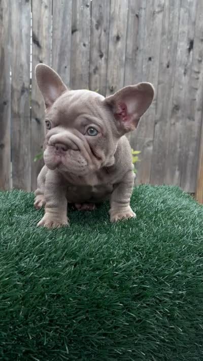Moana, a female French Bulldog for sale in Everett, MA – 3 of 3