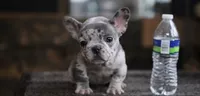 Billy , a male French Bulldog for sale in Everett, MA – 3 of 4