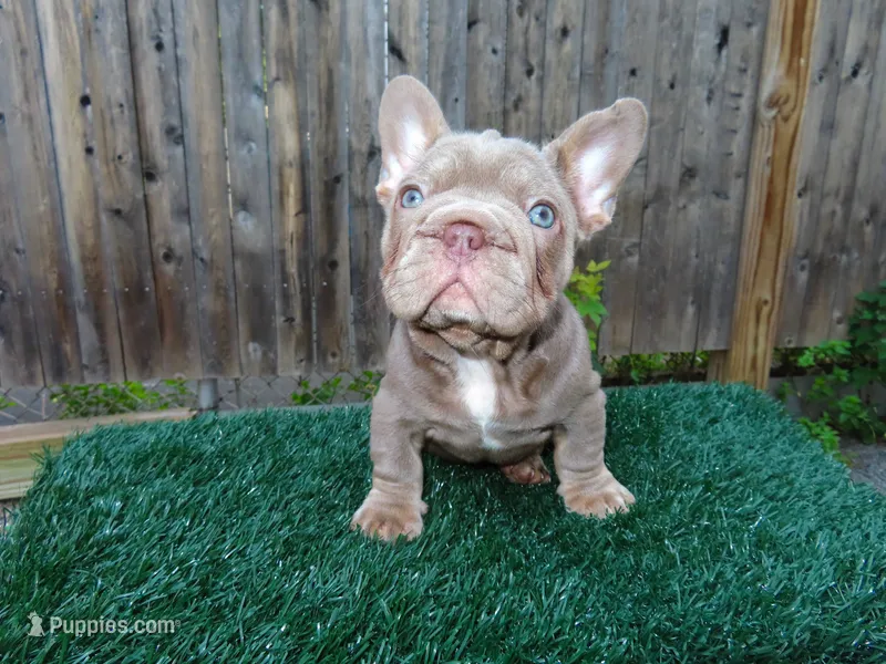 Moana – French Bulldog puppy for sale in Everett, MA