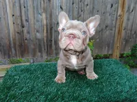 Moana, a female French Bulldog for sale in Everett, MA – 1 of 3