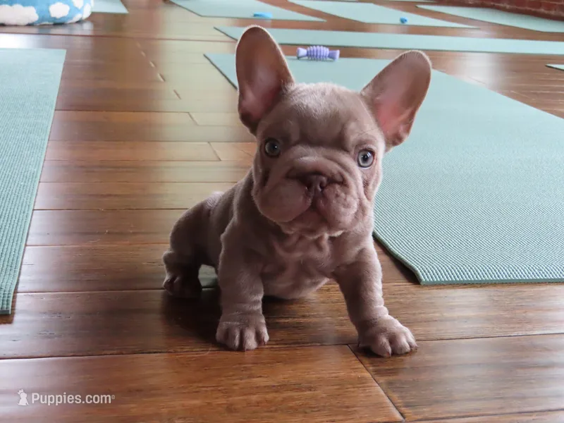 Teddy  – French Bulldog puppy for sale in Everett, MA