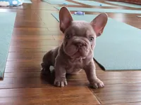 Teddy , a male French Bulldog for sale in Everett, MA – 1 of 2