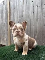 Toy boy , a male French Bulldog for sale in Everett, MA – 3 of 3