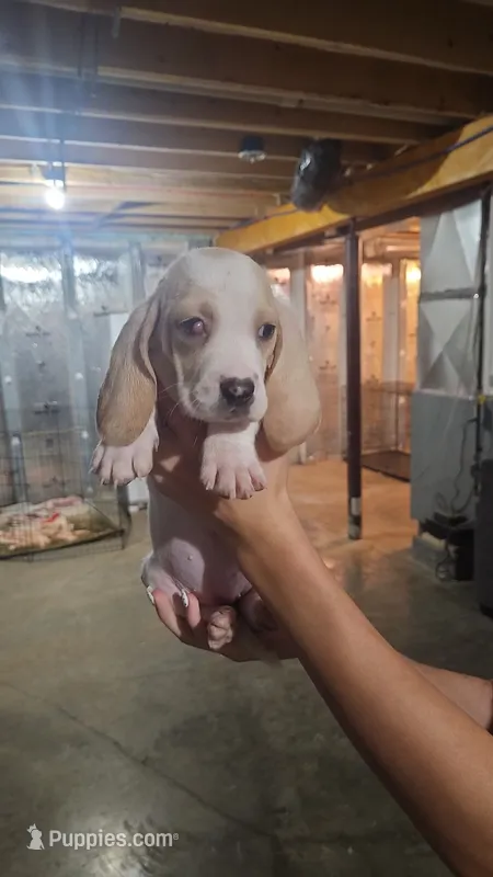 Penny – Basset Hound puppy for sale in Cincinnatus, NY