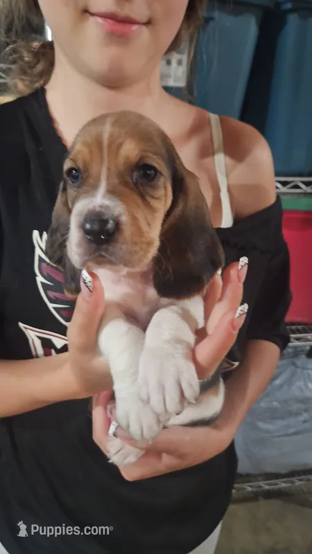 Vegas – Basset Hound puppy for sale in Cincinnatus, NY