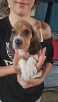 Vegas, a male Basset Hound for sale in Cincinnatus, NY – 1 of 2