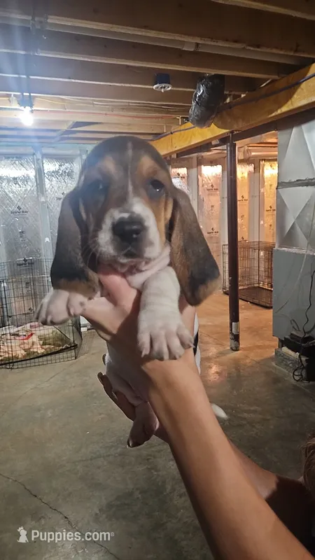 Eleven – Basset Hound puppy for sale in Cincinnatus, NY
