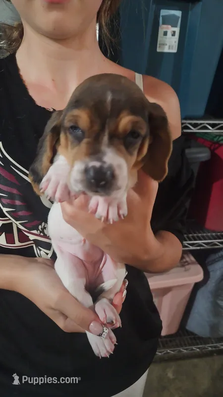 Eleven – Basset Hound puppy for sale in Cincinnatus, NY