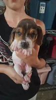 Eleven, a female Basset Hound for sale in Cincinnatus, NY – 1 of 2