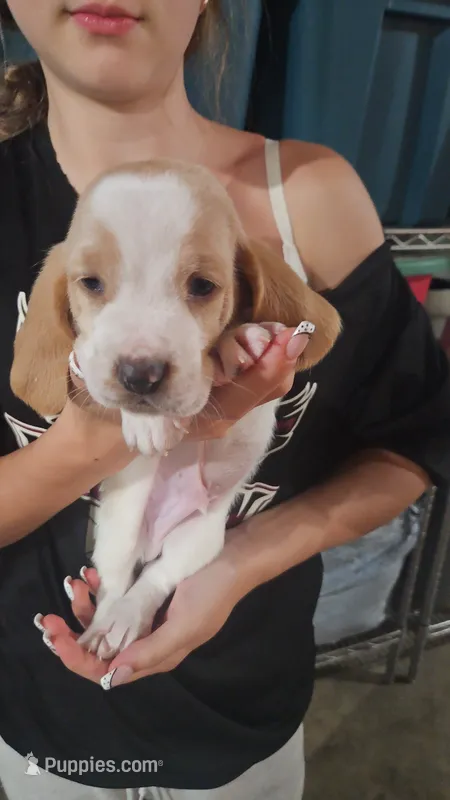 Lucky – Basset Hound puppy for sale in Cincinnatus, NY