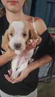 Lucky, a male Basset Hound for sale in Cincinnatus, NY – 1 of 2
