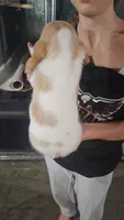 Lucky, a male Basset Hound for sale in Cincinnatus, NY – 2 of 2