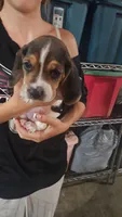Charm, a male Basset Hound for sale in Cincinnatus, NY – 1 of 2