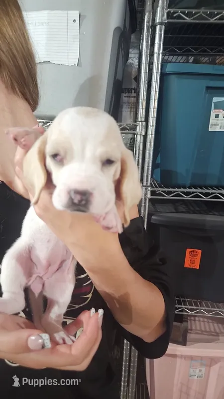 Penny – Basset Hound puppy for sale in Cincinnatus, NY