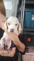 Penny, a female Basset Hound for sale in Cincinnatus, NY – 1 of 2