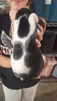 Eleven, a female Basset Hound for sale in Cincinnatus, NY – 2 of 2