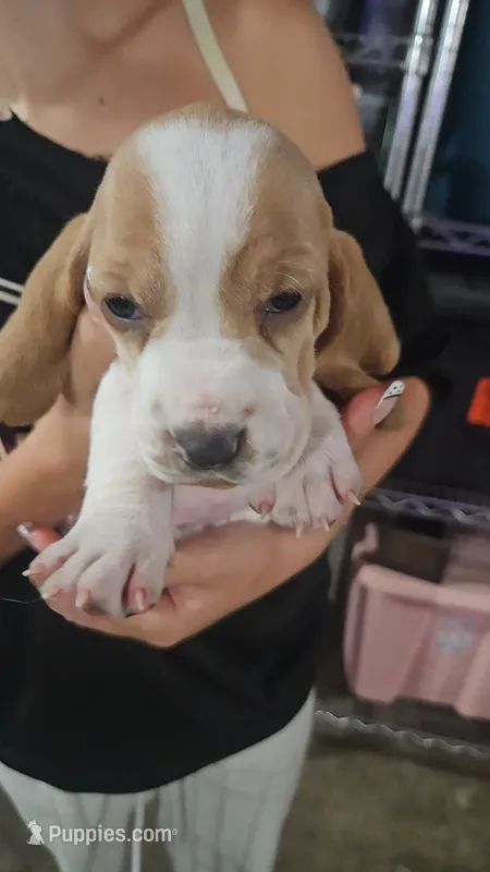 Dandelion  – Basset Hound puppy for sale in Cincinnatus, NY