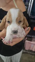 Dandelion , a female Basset Hound for sale in Cincinnatus, NY – 1 of 2