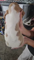 Dandelion , a female Basset Hound for sale in Cincinnatus, NY – 2 of 2