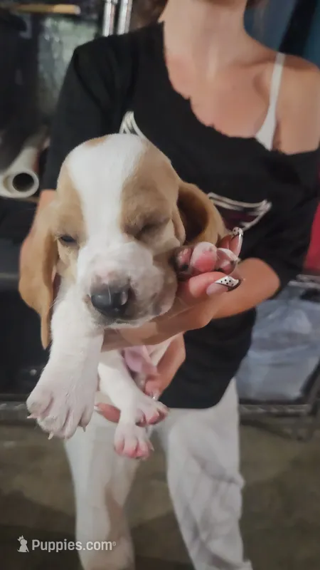 Clover – Basset Hound puppy for sale in Cincinnatus, NY