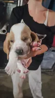 Clover, a male Basset Hound for sale in Cincinnatus, NY – 1 of 2