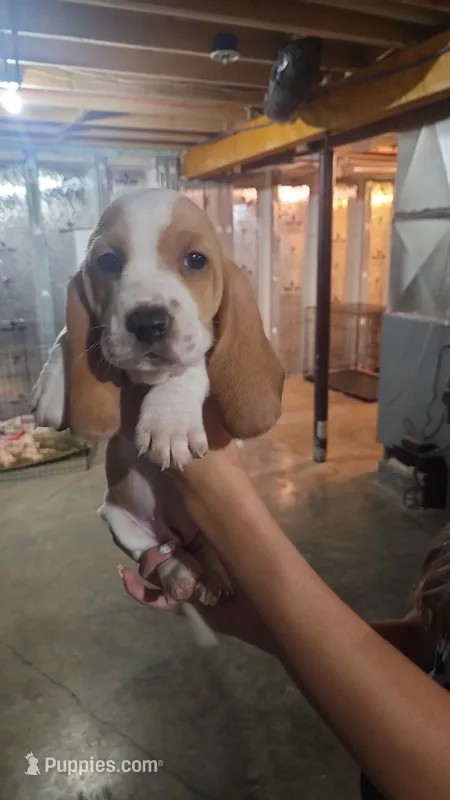 Dandelion  – Basset Hound puppy for sale in Cincinnatus, NY