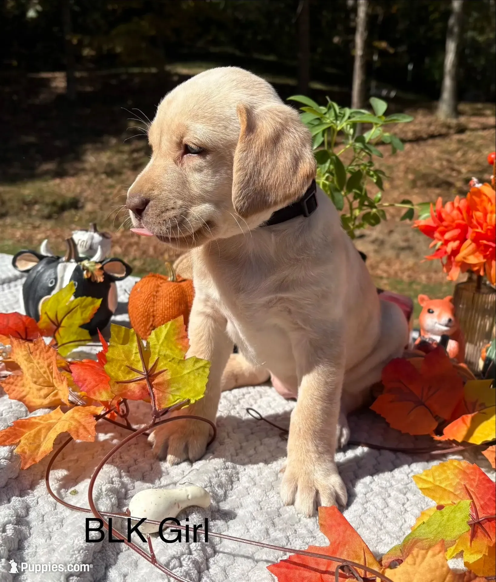 Meadow, a female Labrador Retriever for sale in Bidwell, OH – 1 of 3