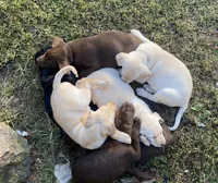 Meadow, a female Labrador Retriever for sale in Bidwell, OH – 2 of 3