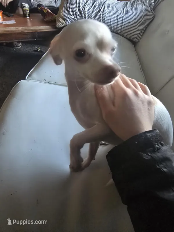 Chewy – Chihuahua puppy for sale in Hanover Park, IL